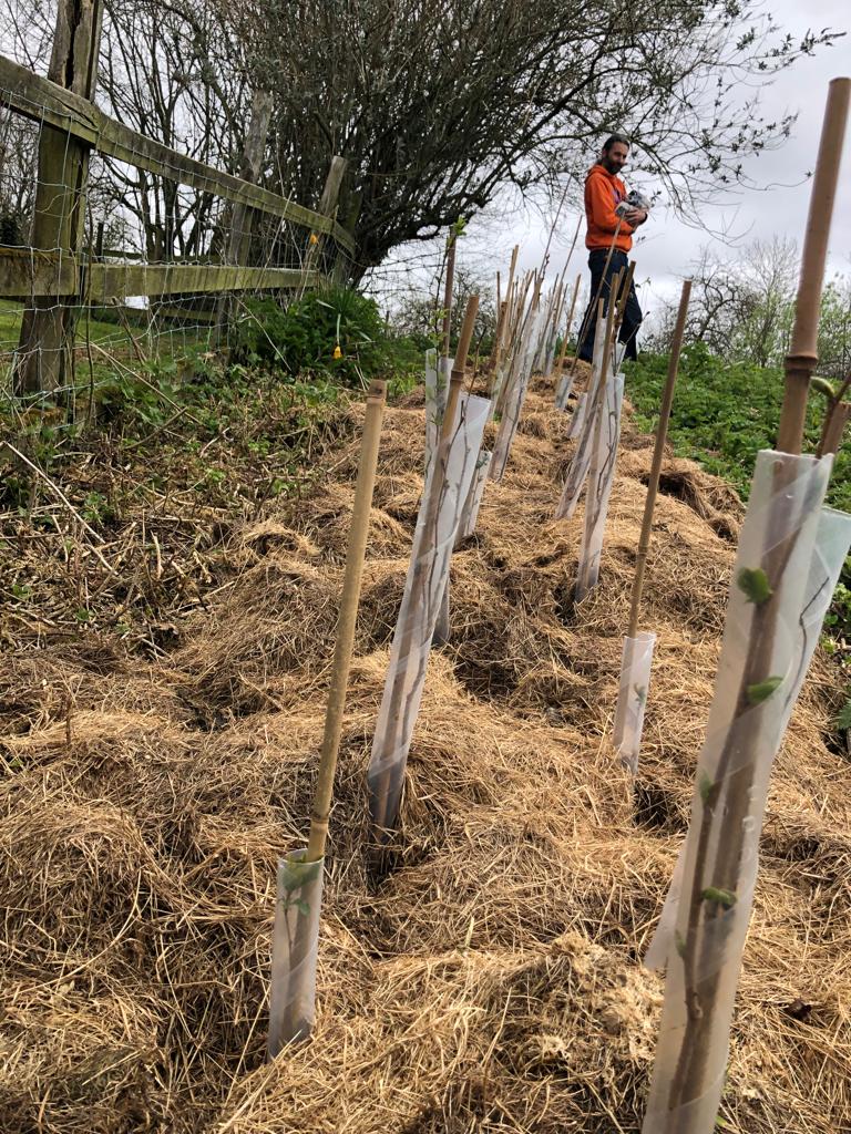 FavColour_Green's tweet photo. Just visited the hedge we planted on his due date. 

He's scheduled to lay it on his 10th birthday so I know what that birthday present will be easy ;)

https://t.co/Nlmi0t5ABI https://t.co/YtCQrCqzra