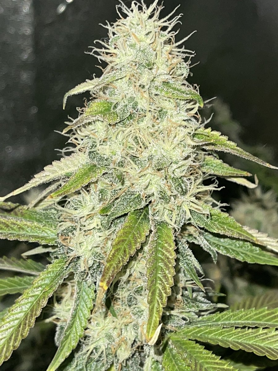 doug_hofferman's tweet photo. Dear Green Crack, I am gonna smoke the shit out of you!! 😂😂 #letsgrow #cannabis #irvinearmy 👨🏼‍🌾🌱✌️👀 https://t.co/opRnOExc3j