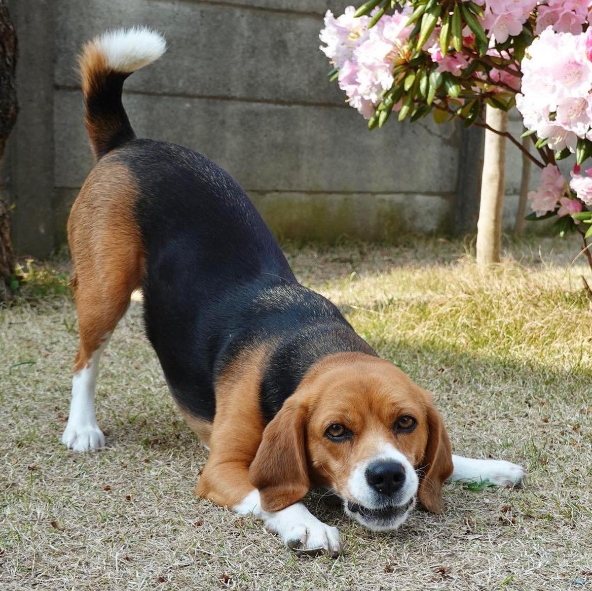 Beagles_manga's tweet photo. バウポーズが好き🥰
散歩前
捕まえられず
ひと汗流す😅
#ビーグル
#beagle
#playbow
#バウポーズ
#遊ぼうポーズ https://t.co/9i9uyja9Lz