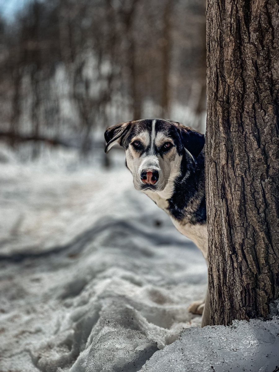 Still lots of snow here! Hopefully it’ll melt soon! ☀️ #dogsoftwitter #twitterdogcommunity #twittersawitfirst #noinstacrop #woofnottweet #DogsofTwittter