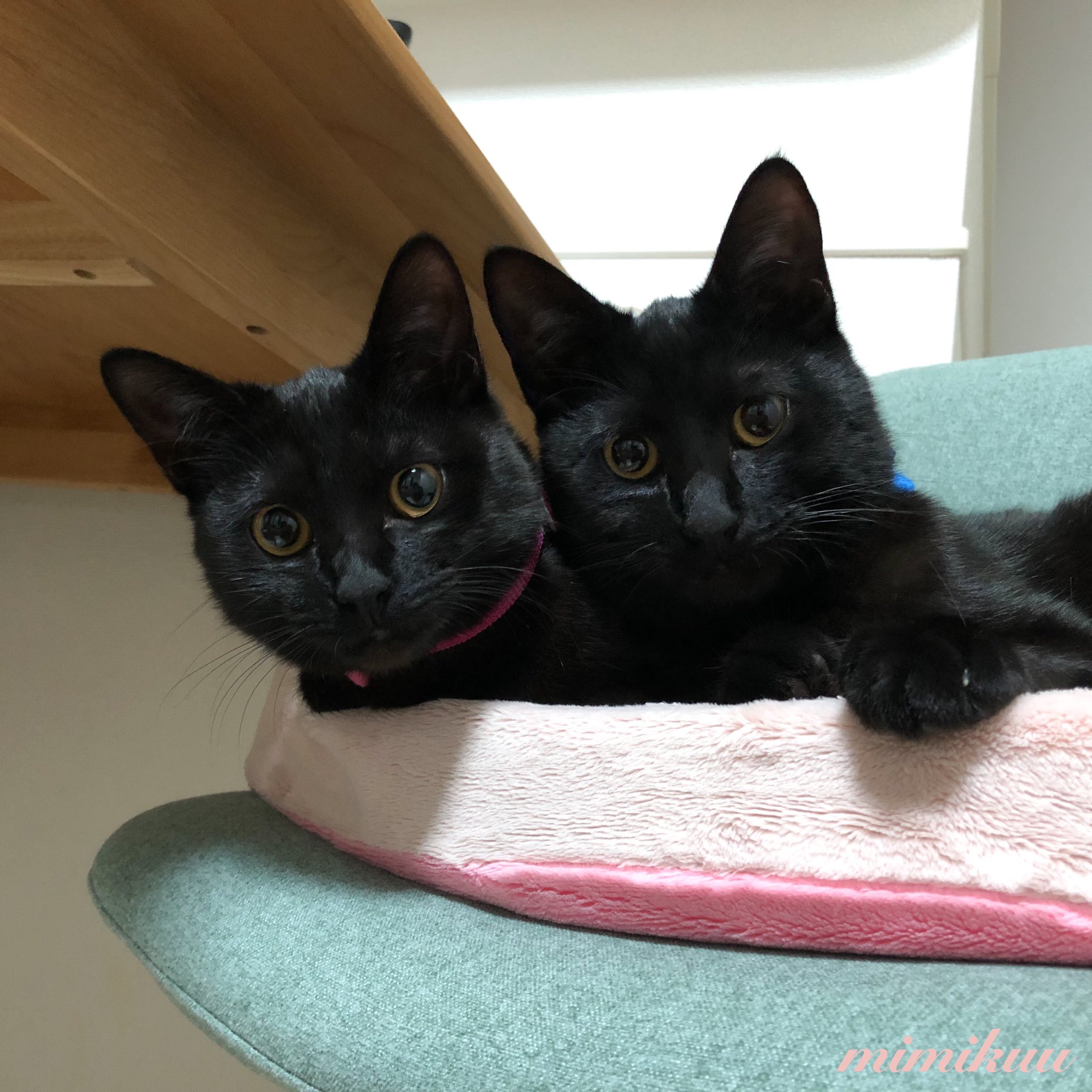 Follow 双子の黒猫 ミミとクー S Mimikuucat Latest Tweets Twitter
