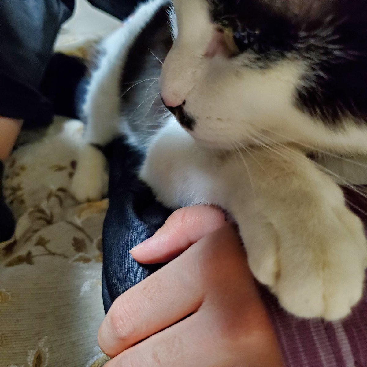 今日は甘えん坊なぴーすけくん。 