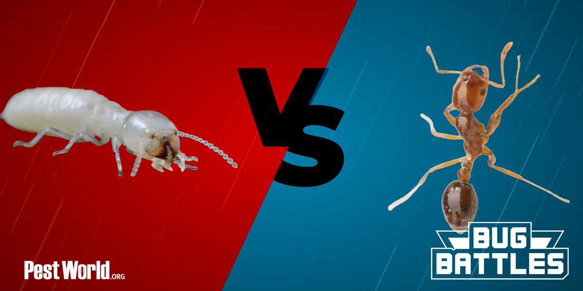 PestWorld's tweet photo. #BugBattles! In this episode, the #FormosanTermite and #RedImportedFireAnt meet face-to-face to determine which #pest is the ultimate Bug Battles champion. #FireAnt #Termites https://t.co/JkOVOwgxYt https://t.co/OyyhJIYvIV