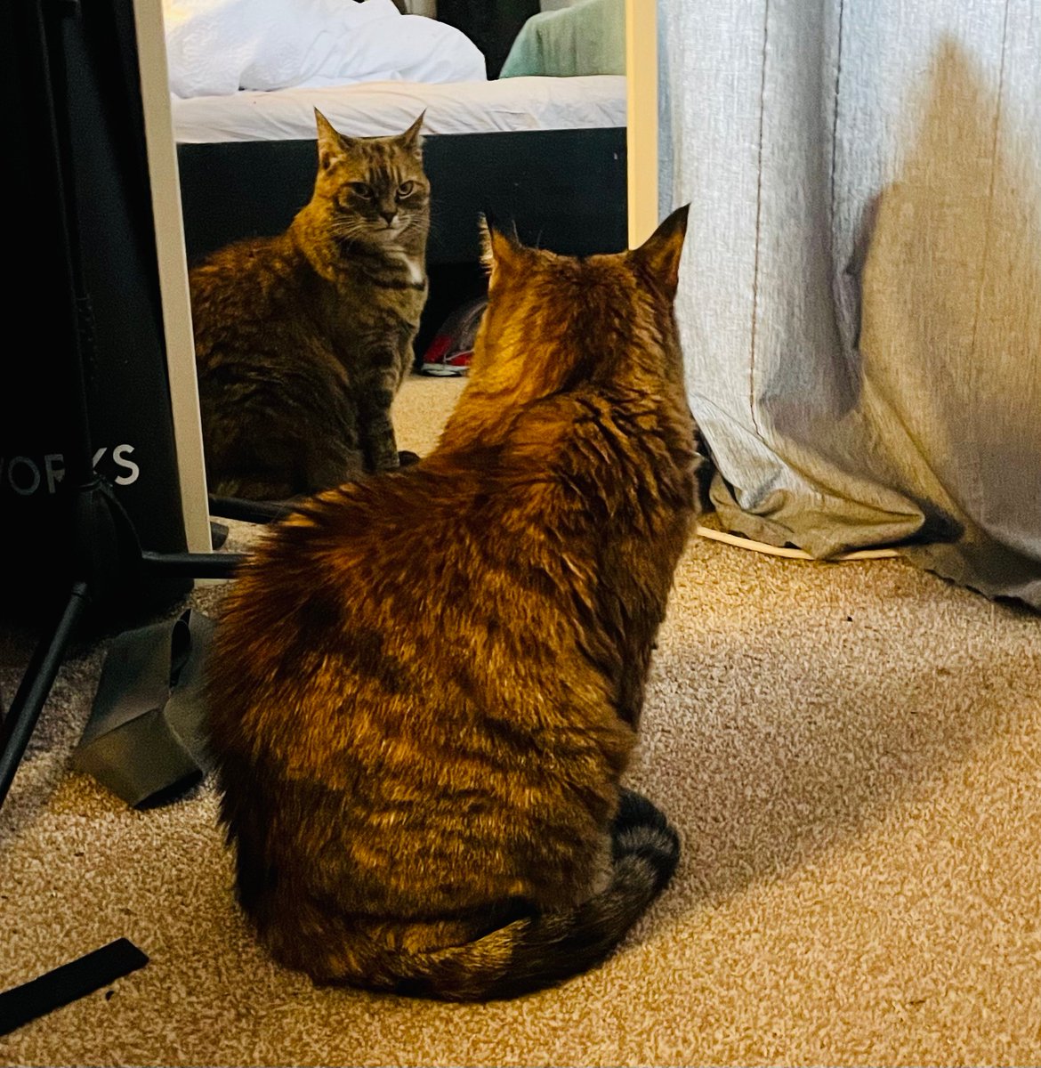 LechatVivienne's tweet photo. Got an audition for Taxi Driver the musical. Going all method for it, obvs. Here’s me practising the big song, ‘You talkin’ to Me?’ 🚕🎶🎤🤞🏻 https://t.co/mz1MqrCIlv