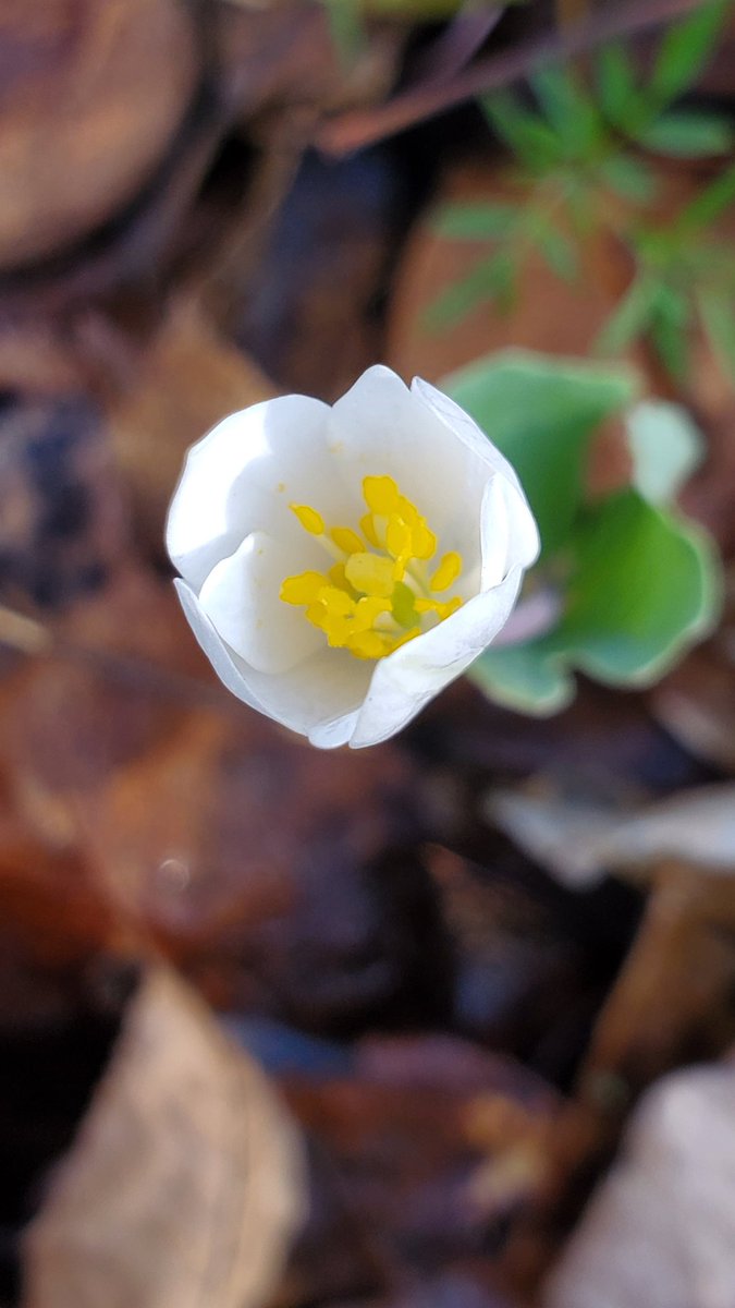 skenchoutdoors's tweet photo. Bloodroot! Chilly morning.
#botany #plants #outdoors #stophumanity #nature #NaturePhotography #flowers https://t.co/ksWMeEMUpJ