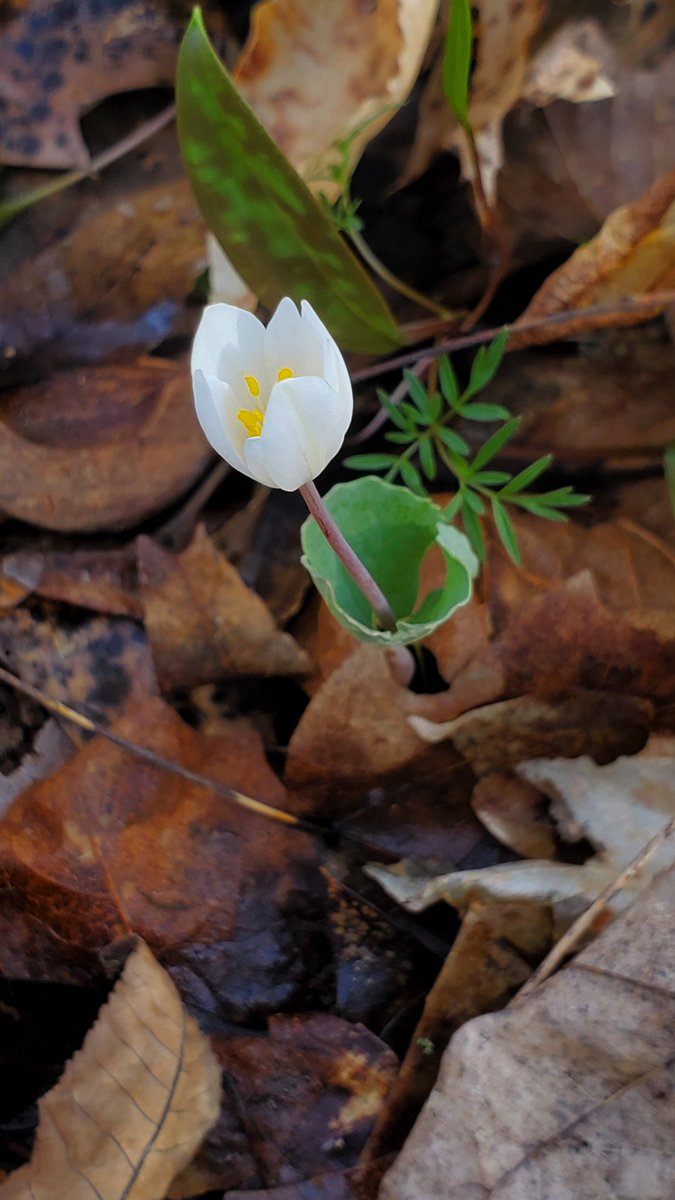 skenchoutdoors's tweet photo. Bloodroot! Chilly morning.
#botany #plants #outdoors #stophumanity #nature #NaturePhotography #flowers https://t.co/ksWMeEMUpJ