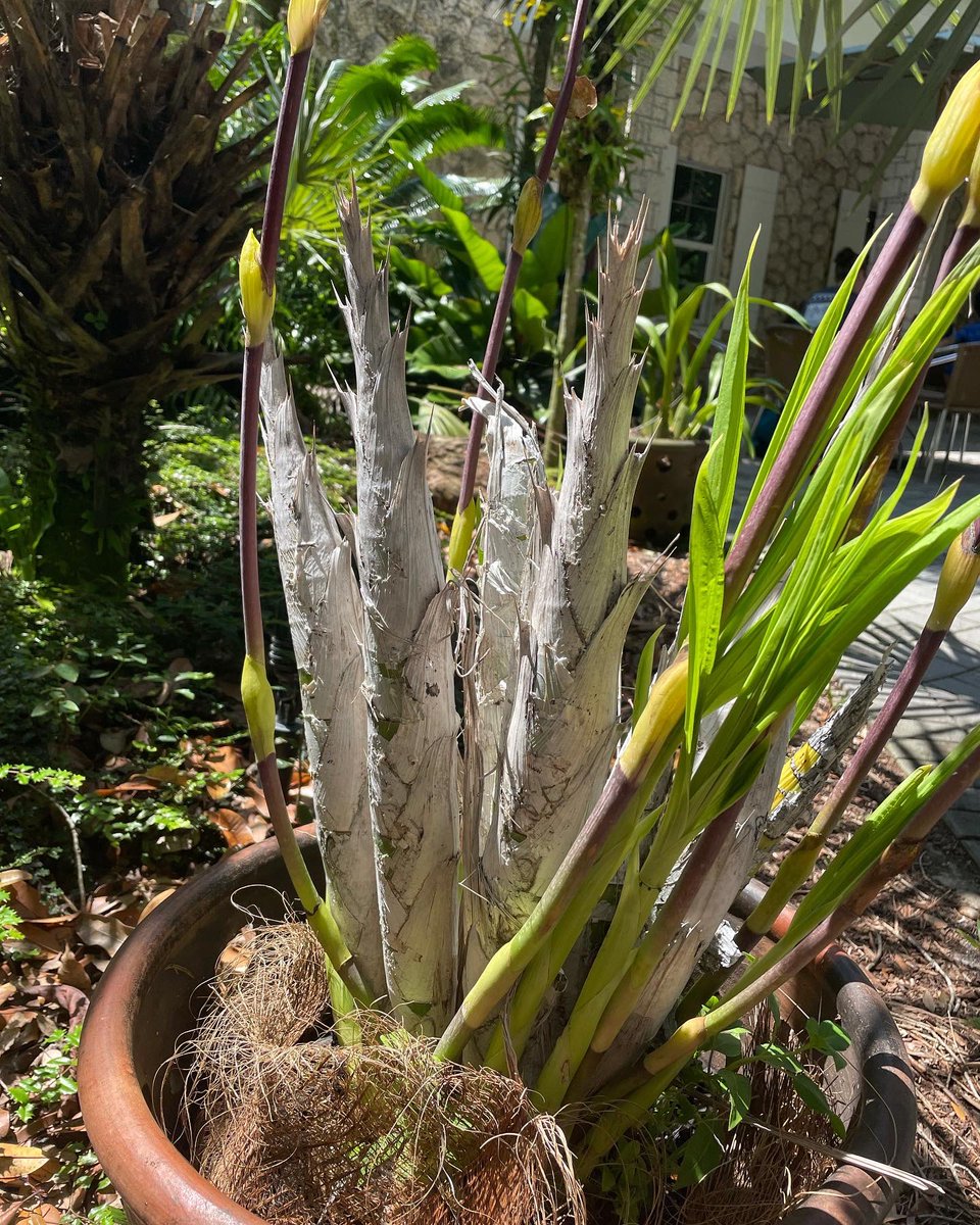 millionorchid's tweet photo. Cyrtopodium macrobulbon is putting on a show @fairchildgarden. This Brazilian #orchid is often confused for our Florida native, Cyrtopodium punctatum. You can distinguish these two cow-horn orchids because C. macrobulbon has a burgundy red flower stalk and larger pseudobulbs. https://t.co/dMDTKyLIKC