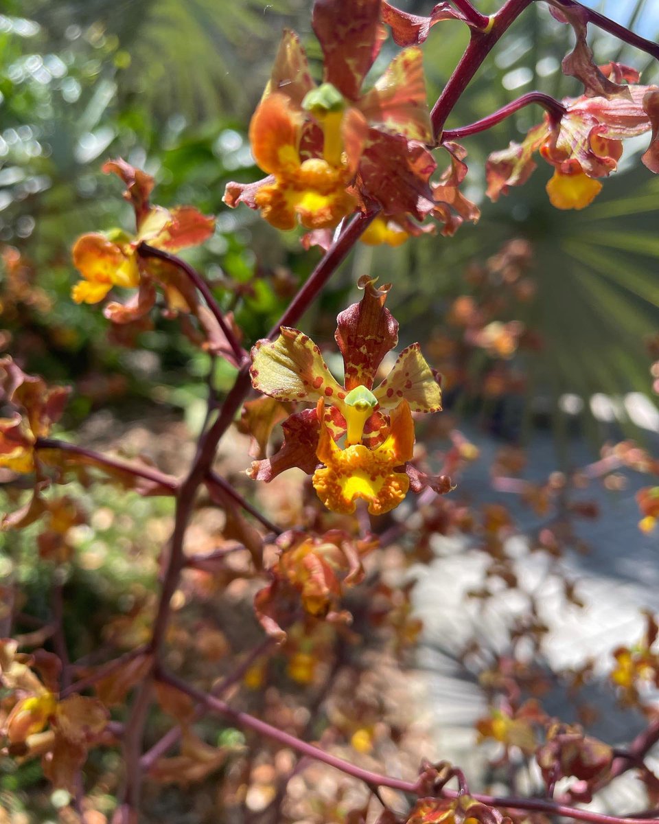 millionorchid's tweet photo. Cyrtopodium macrobulbon is putting on a show @fairchildgarden. This Brazilian #orchid is often confused for our Florida native, Cyrtopodium punctatum. You can distinguish these two cow-horn orchids because C. macrobulbon has a burgundy red flower stalk and larger pseudobulbs. https://t.co/dMDTKyLIKC