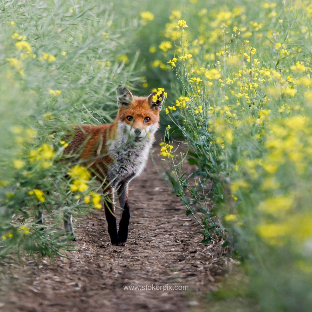 “A mothers glare” #FoxOfTheDay  watching for hares and she spied me - one withering look and she took her cubs and was off down the channel 😎👍🏻