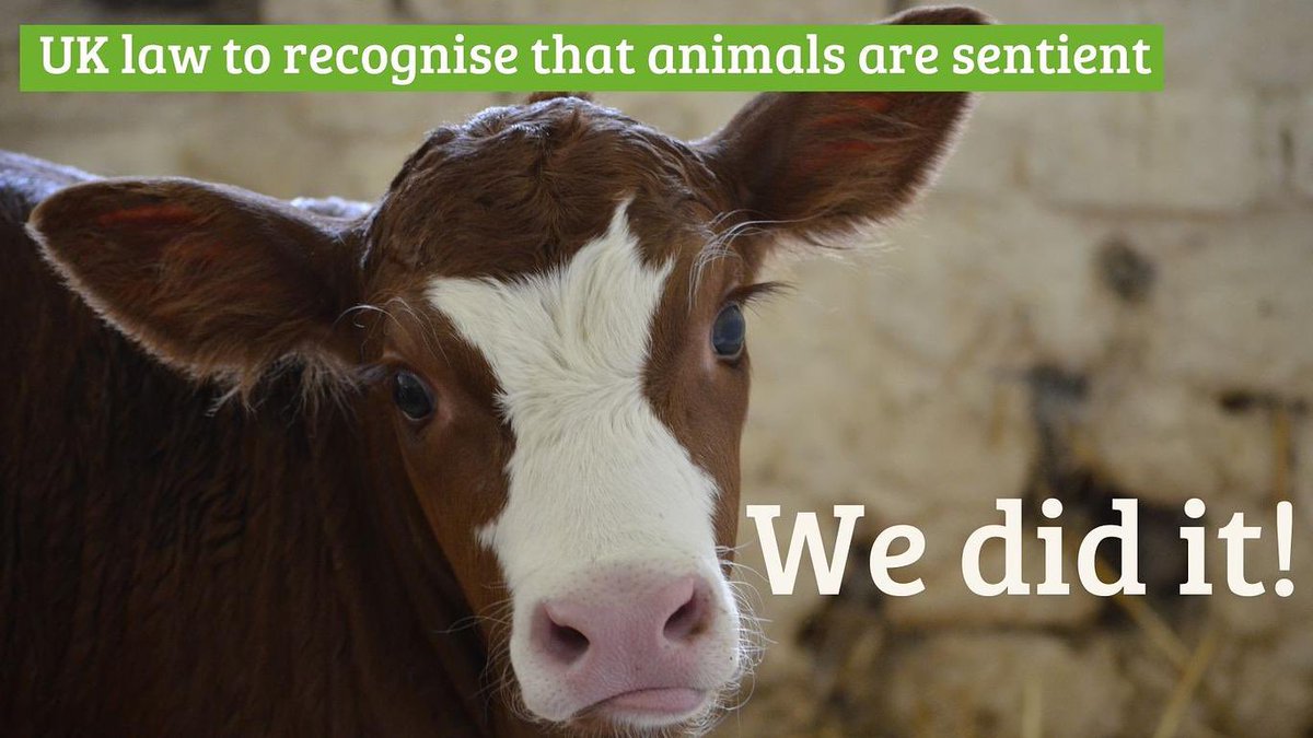 ConservativeAWF's tweet photo. Today we celebrate the Animal Welfare (Sentience) Bill - landmark legislation which enshrines animal sentience in UK law.Thank you to Minister @ZacGoldsmith (our Patron) for introducing this important Bill & to @RichardHRBenyon for leading the Bill in the Lords #SupportSentience https://t.co/gI1LmKf5Gw
