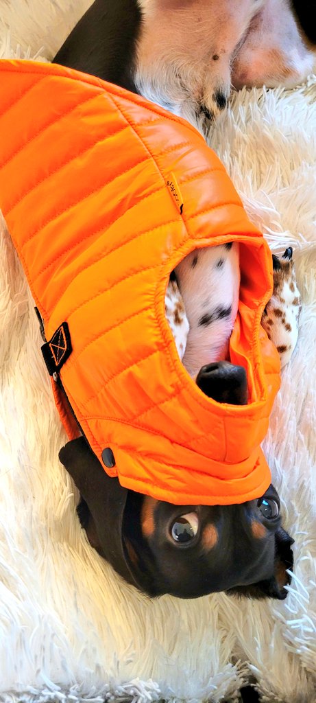 kalindadoxie's tweet photo. God morgen!! Ace here. Remember my trick to go limp soh Ma can't put my coat on and take me to daycare? I theenk I'm getting better at it!! 🤣 #ItsNotOn #dogs #dogsoftwitter #Dachshund #thursdayvibes https://t.co/swL94jTiYs
