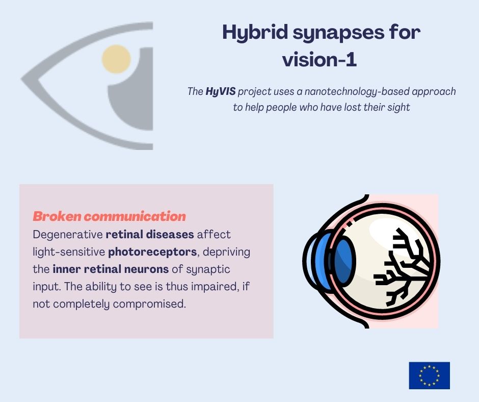 IITalk_projects's tweet photo. In the #HyVIS project, surviving #neurons communicate with artifical elements to create hybrid nano-synapses, and restore #vision. Find out more: @IITalk @FETFX_EU @FutureTechEU @EUeic https://t.co/eoYzj3GeFl