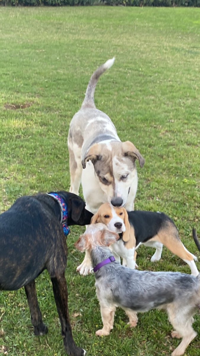 paaolaperea01's tweet photo. MÁXIMA DIFUSIÓN PORFAVOR!!!! 
Seguimos buscando a Zeus.. Porfavor si alguien se lo ha llevado creyendo que era un perro abandonado o callejero poneros en contacto con @Silviafentyy estamos todos muy afectados y necesitamos noticias suyas si sabéis algo o lo habéis visto donde sea https://t.co/mv90swZic5