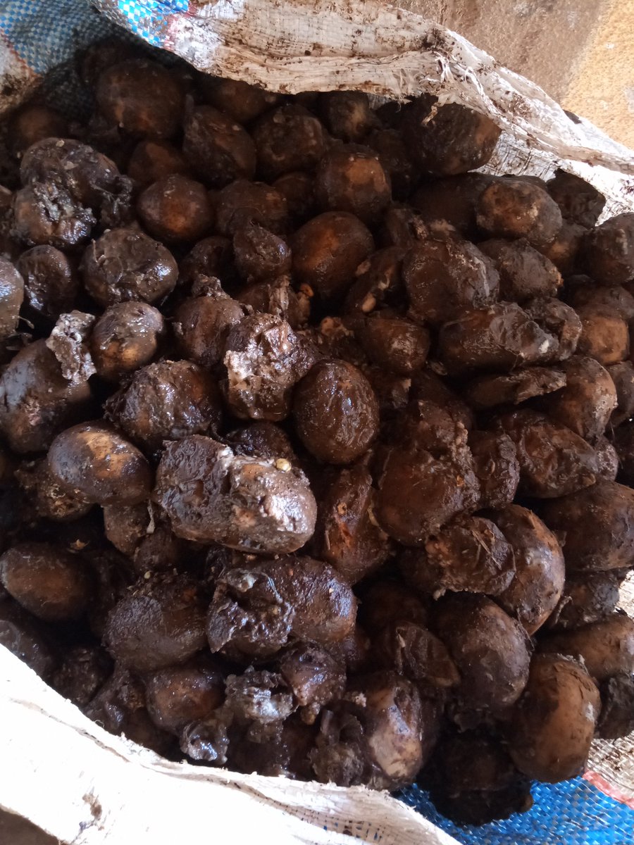 AbiluTangwa's tweet photo. We cannot continue to destroy our environment and mother earth to produce food that end up in dust bin, accelerating climatic shocks. More investment in post harvest management is urgent. https://t.co/2RLxsTdT3P