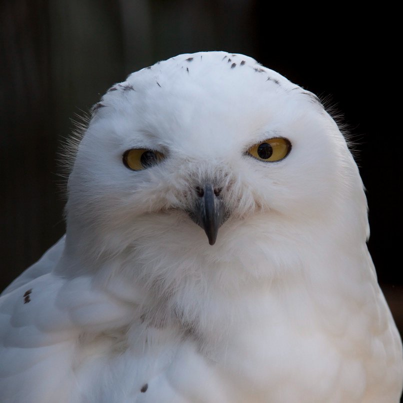CzenHann's tweet photo. is that only me see #MARK like a cool snowy owl? https://t.co/MK1jIz8n4Q