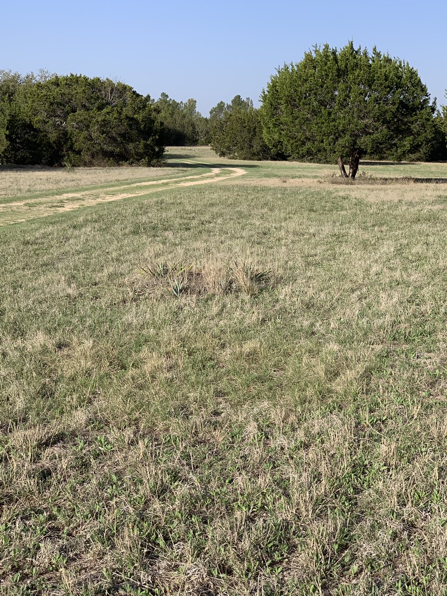 DavidFinfrock's tweet photo. Visual effects of the ongoing drought in North Texas and its effects on the bluebonnet bloom at our ranch.
First photo is from April 7. 2020. Second is from April 7, 2022.
#dfwwx #NBCDFWWeather #bluebonnets https://t.co/4m3GmiLObR