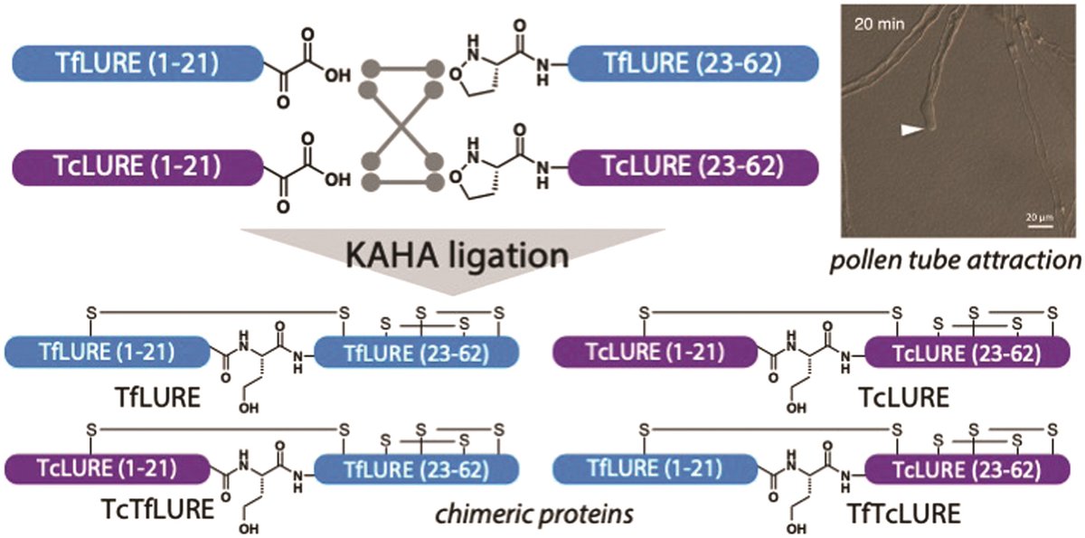 rsc_chembio's tweet image. 🔥 New advance article for RSC Chemical Biology! 🔥 @jeffrey_bode @bode_lab @ETH_en, Shunsuke Oishi @NagoyaITbM et al with a chemical synthesis of Torenia plant pollen tube attractant #proteins by KAHA #ligation! #chembio

🧐Read the #OpenAccess article 👉ow.ly/lRl050IBYZu