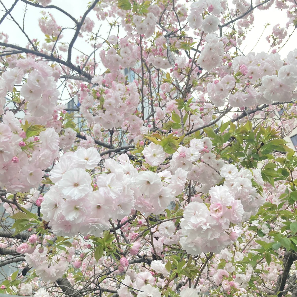 ericello's tweet photo. 上野に久〜〜しぶりに行ったら公園口がおしゃれになりすぎててびっくり✨✨✨
そして素敵な会場で最近追っかけしてる方のコンサート聴いてきました♪🎸
素晴らしかった🌸🌸🌸
癒しの音色✨
生演奏はやっぱりいいですね☺️ https://t.co/u40SN8aIHs