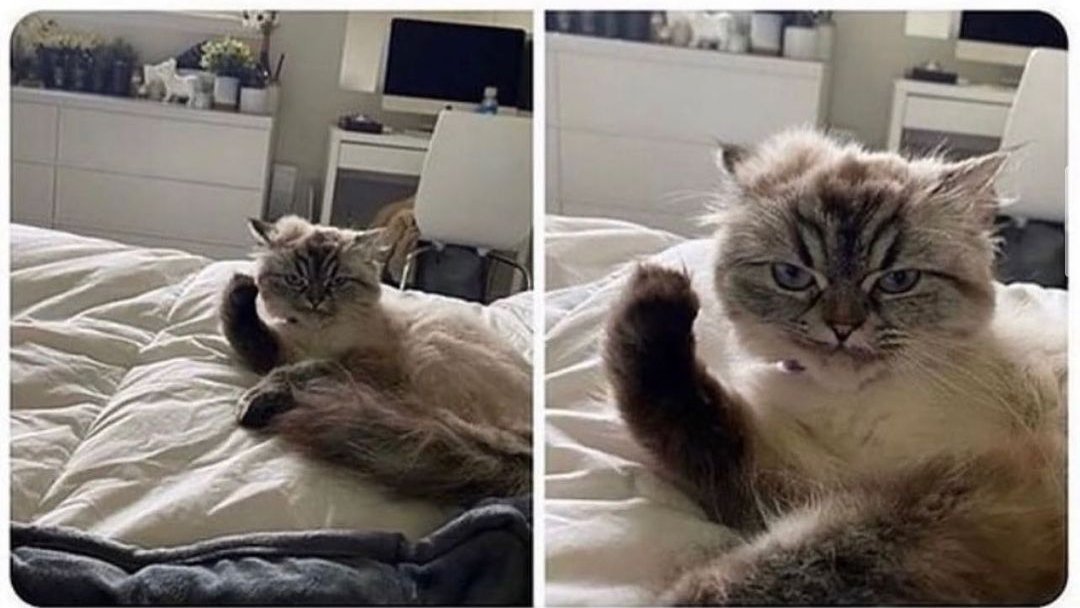 gattocciao's tweet photo. This cat just said something in Italian 😎🤌 https://t.co/YIZjWYUxjP