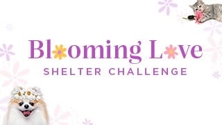 Animal House Shelter (@HuntleyAHS) / Twitter Animal House Shelter (@HuntleyAHS) / Twitter