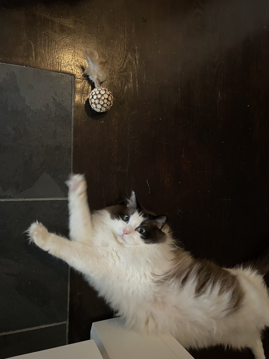 gatsbeans's tweet photo. dis is how I play, do u like it? #CatsOfTwitter #CatsOnTwitter #cute #catsofinstagram https://t.co/JzyRqmJK0M