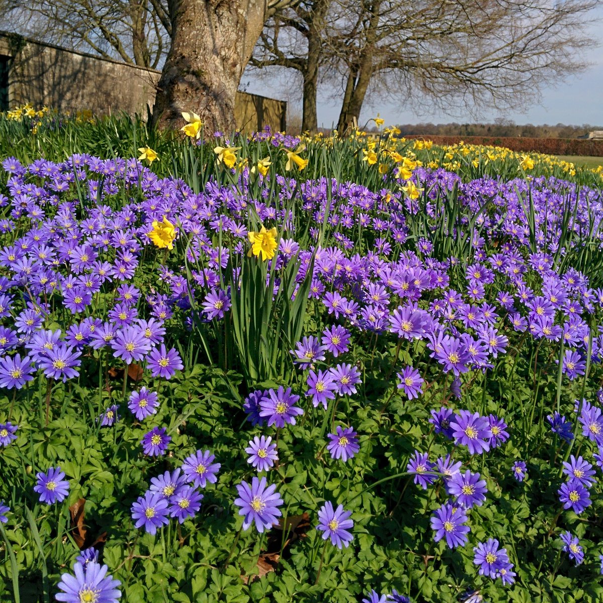 #Flowers are popping up everywhere at Lodge, just in time to add some #colour for the first open weekend of the year.