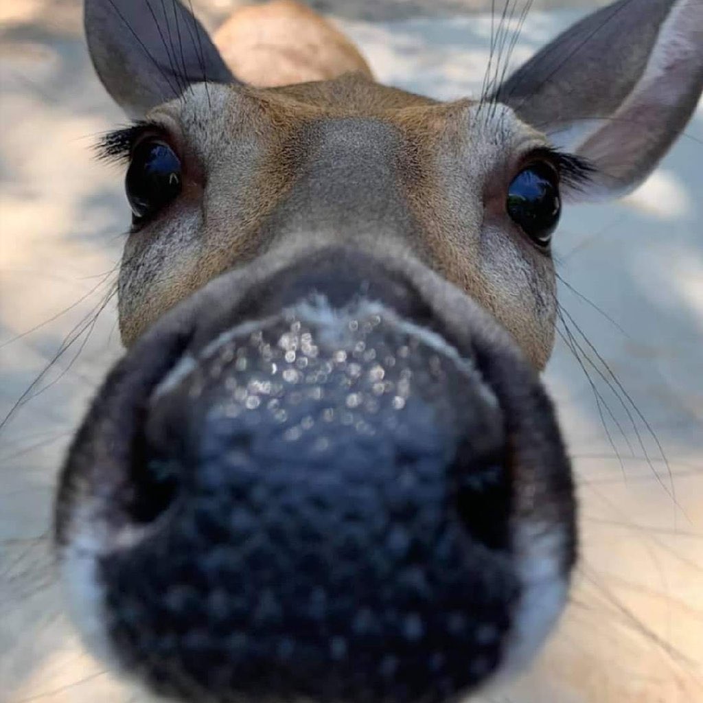 DeerHourly's tweet photo. https://t.co/ooFRp4cPoU