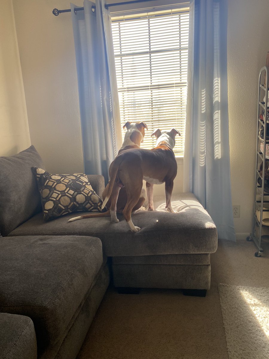 Deuce: “hey brother I think I see something” who needs an alarm system with these two watching the front🤷🏽‍♀️🥰