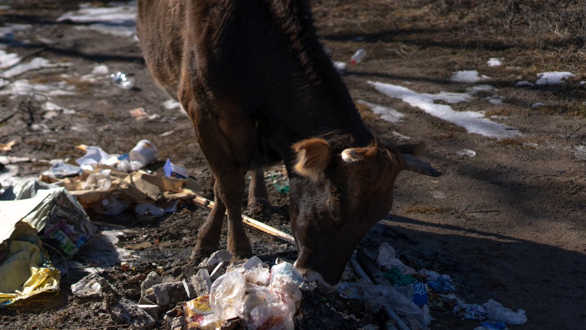 EarthDay's tweet photo. #PlasticPollution is one of the most fundamental issues threatening the health of humans, animals, and ecosystems worldwide.
End plastic pollution❗
Sign the Global Plastics Treaty ✍️ : https://t.co/9WtShTi9GL
#RefuseReuseRecycle #GreatGlobalCleanup #InvestInOurPlanet https://t.co/siFljKM8SO