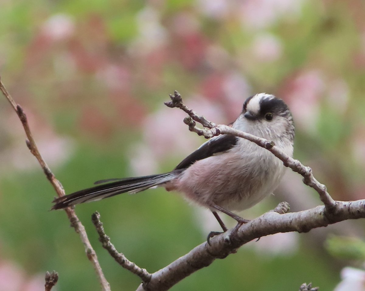 pastirica's tweet photo. Long-tailed tit (Aegithalos caudatus) suddenly cutting in when taking photos of cherry blossoms:

#BirdsSeenIn2022 #wildlife #nature #birder #birdtonic #birdwatching #birdphotography https://t.co/KQsVkv9P0n