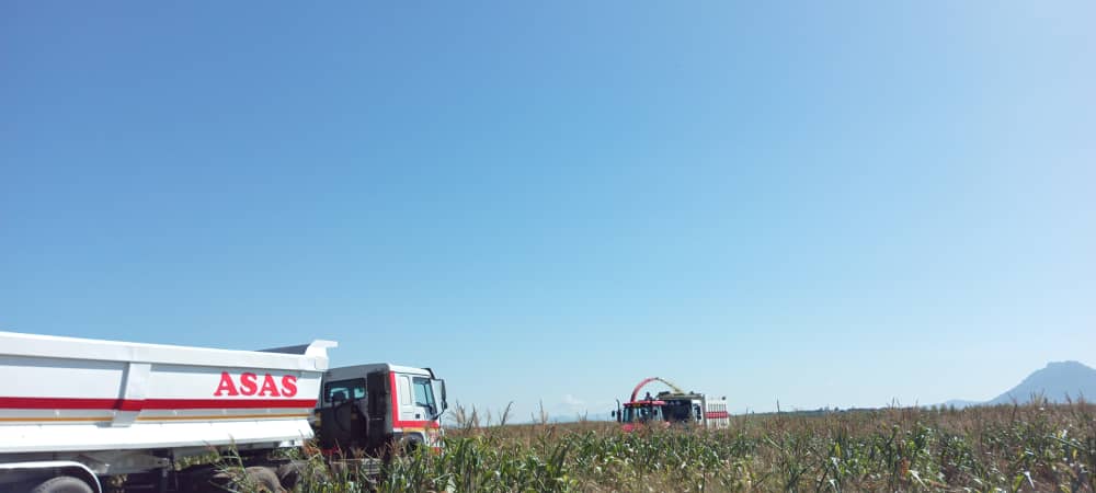 ahmedsalimasas's tweet photo. Silage Harvestiing. https://t.co/TAcywEkx6X