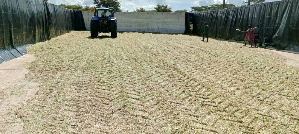 ahmedsalimasas's tweet photo. Silage Harvestiing. https://t.co/TAcywEkx6X