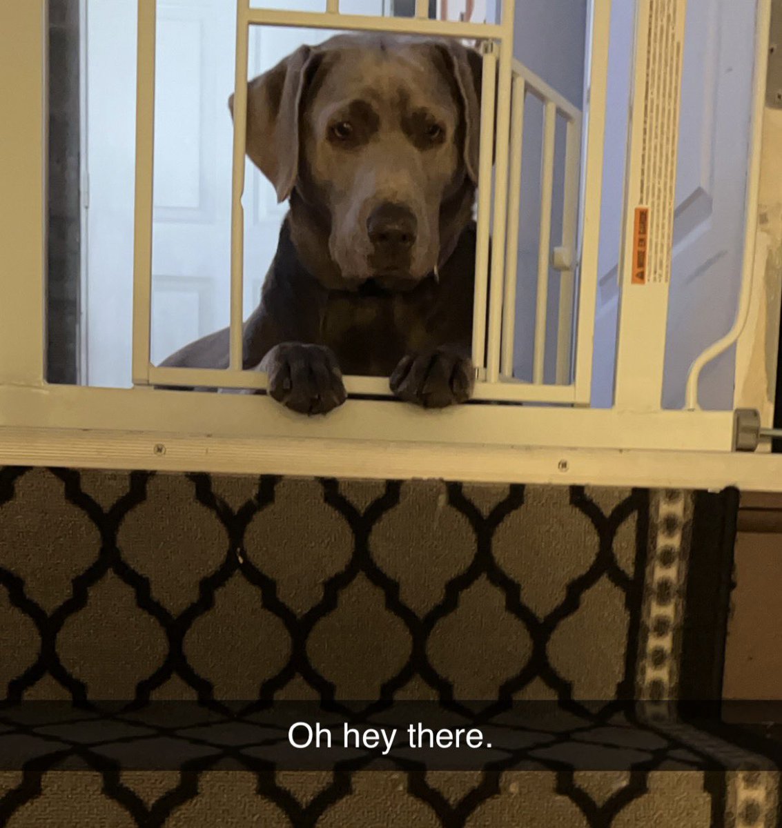Oh hello there. It’s been a while, just wanted to pop in and say Hello. 👋 #labsoftwitter #silverlab #hi #poppingin #dogoftwitter