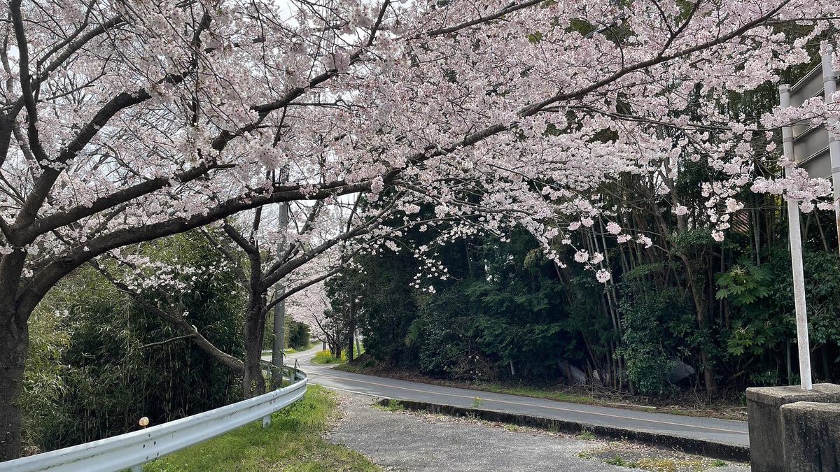 TIEITochigi's tweet photo. 4月(がつ)になりました。桜(さくら)がきれいな季節(きせつ)です🌸日本(にほん)では、4月に入学式(にゅうがくしき)をします。みなさんの国(くに)はどうですか？　#桜 #入学式 #新年度 #栃木県 #Japanese #study_japanese #cherryblossom https://t.co/wEQy52uI4T
