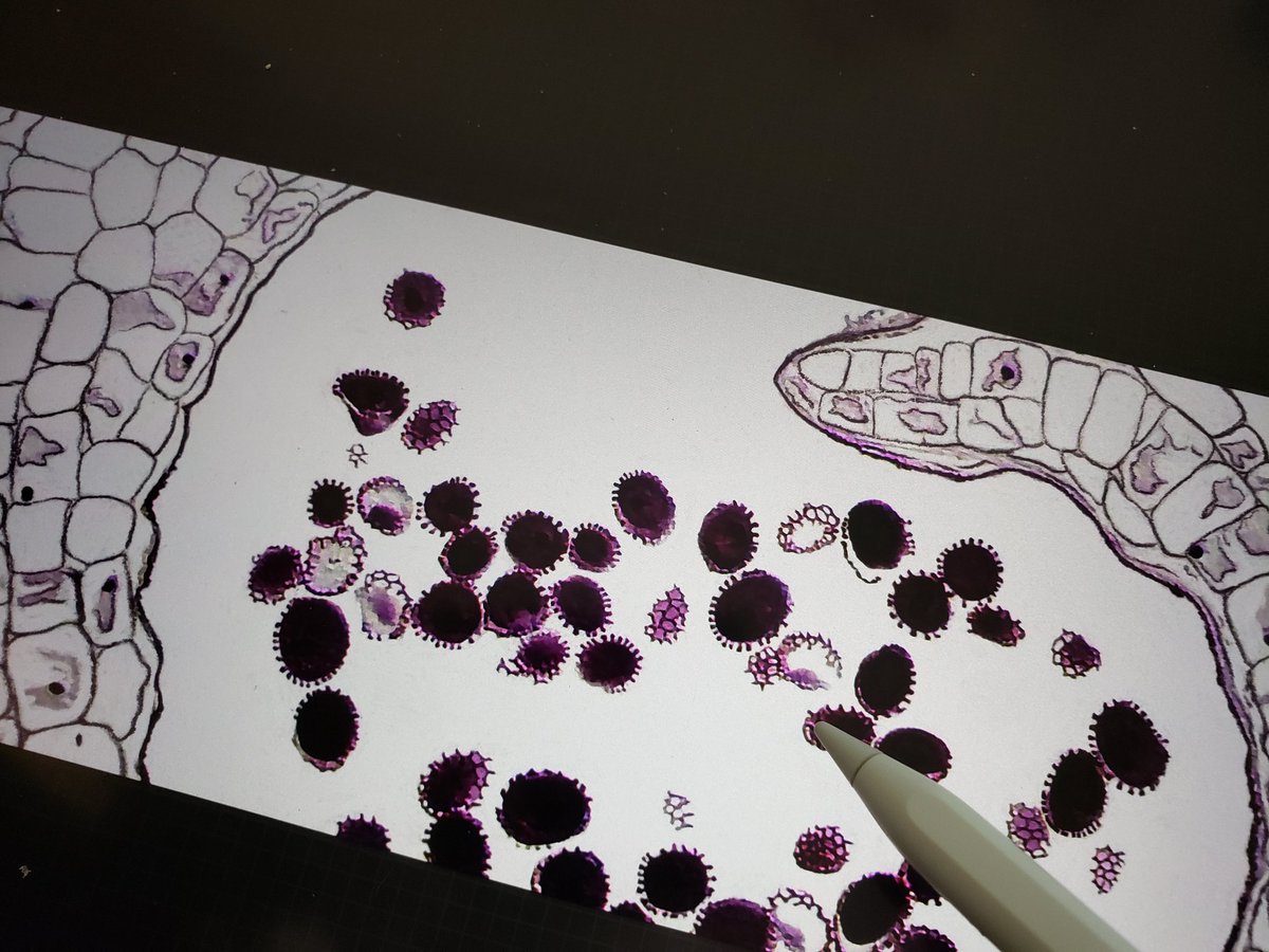 ArtMis_eth's tweet photo. @witchymfers Magical! Cleaning up lily pollen in Procreate. How about you? https://t.co/ZdNdwwYlem