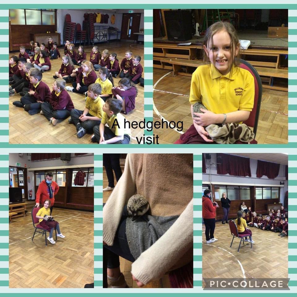 As we come to the end of our P4 Wildlife topic, we thought we’d share a glimpse of all the fun and learning from our Hedgehog week, finished off with a visit from a real hedgehog! A big thank you to Robert for this brilliant learning experience for our P4 pupils!