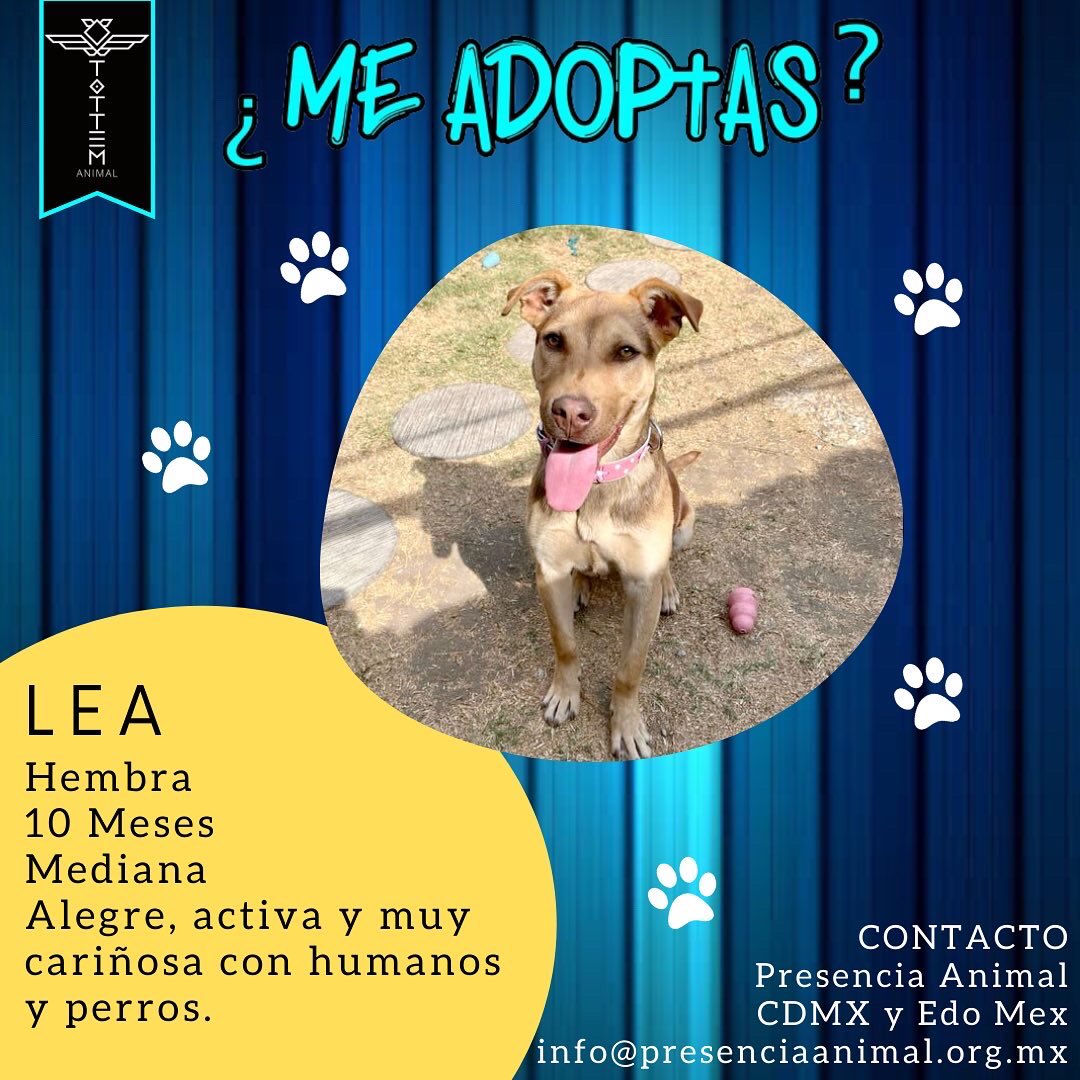 TottemAnimal's tweet photo. Adoptables de la semana 🥰

Recuerda #NoCompresADOPTA https://t.co/cLfytqeuyH