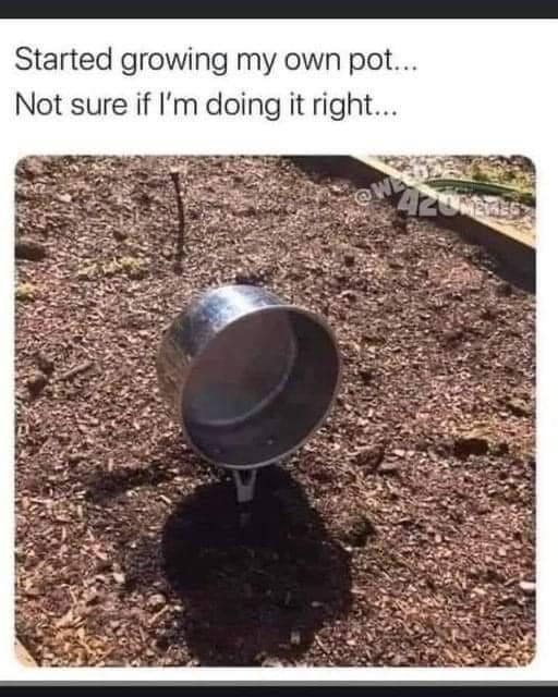 SmokingBarrels7's tweet photo. #Mmemberville #growyourown https://t.co/bdCWKaOWi0