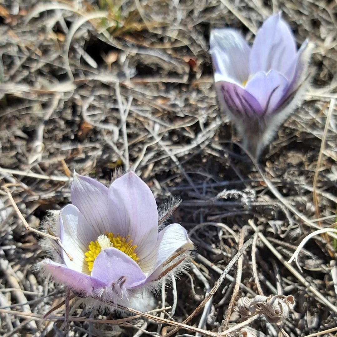 LeightonCentre's tweet photo. The prairie crocuses are blooming, here at Leighton Art Centre! These little beauties were captured today by [Public Programs Manager] Coreen Thornhill.
#yycarts #abarts #leightonartcentre #explorefoothills #explorealberta #prairiecrocus #spring #loveyyc #capturecalgary https://t.co/C6PhWgrgRm