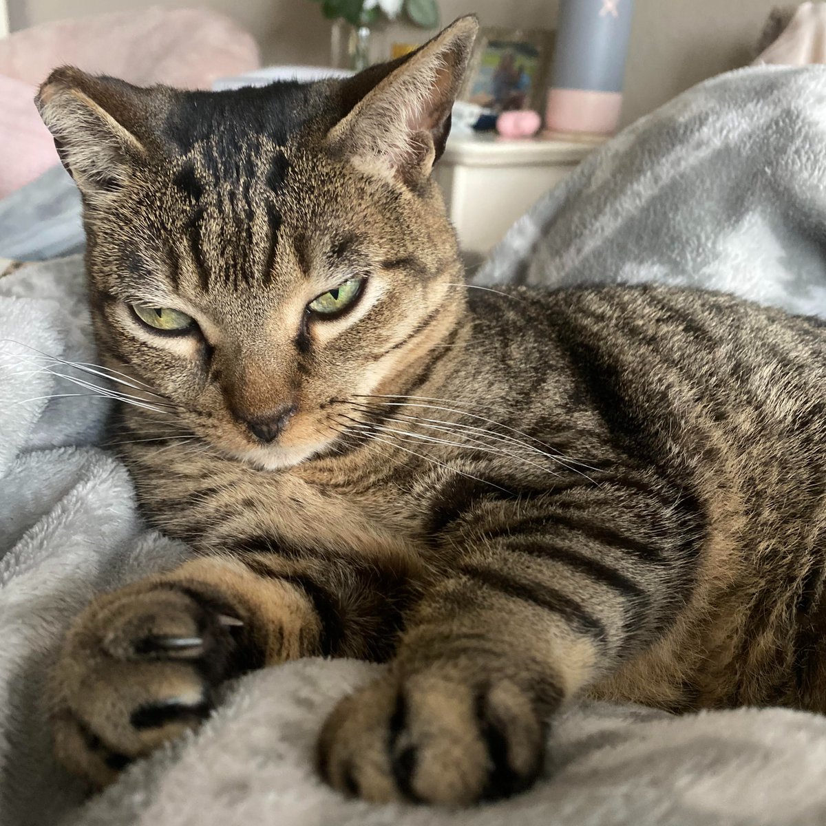 AmandaEmory7's tweet image. Nearly half of the U.S. population will struggle with forms of mental illness at some point in their lives. There are countless ways to take care of your mental health. The best thing I’ve done is adopt a sweet cat to keep me company and give me a renewed sense of purpose!