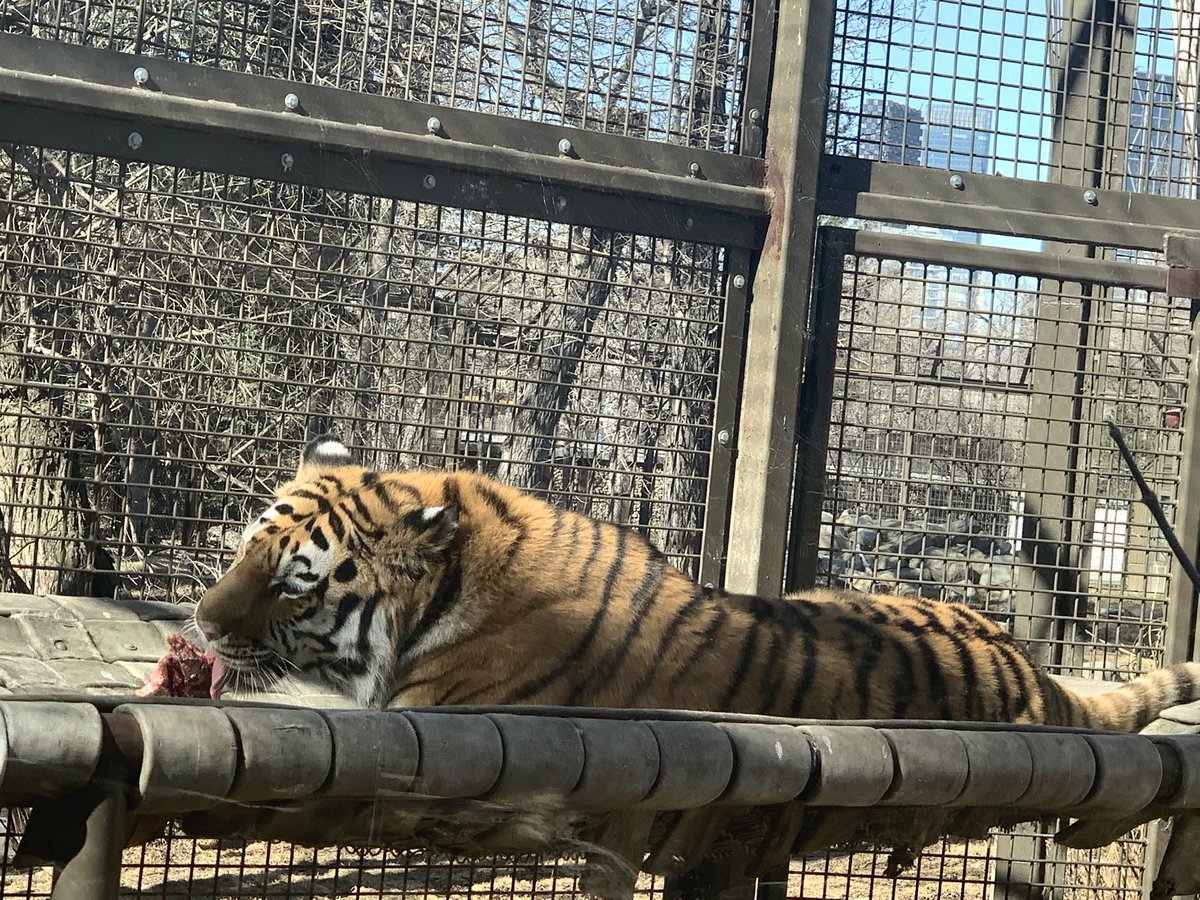 BalmoralTLC (@balmoraltlc) on Twitter photo Our grade 7’s learned about trophic levels and engaged in hands-on learning at the zoo today! <a href="/calgaryzoo/">Calgary Zoo</a> <a href="/cbearea2/">CBE Area 2</a> <a href="/yyCBEdu/">Calgary Board of Education</a> Our grade 7’s learned about trophic levels and engaged in hands-on learning at the zoo today! <a href="/calgaryzoo/">Calgary Zoo</a> <a href="/cbearea2/">CBE Area 2</a> <a href="/yyCBEdu/">Calgary Board of Education</a>