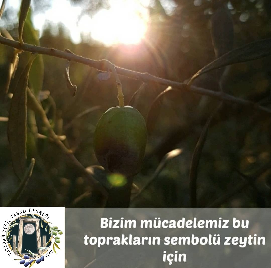 muglayesilder's tweet photo. Bu toprakları hiçbir kesime feda etmeyeceğiz!
#ZeytinimeDokunma 
@kuzeyormanlari @EkolojiKaz @SenYatagan @YasamDirenn @_EGECEP_ https://t.co/ataM28Q8Ey