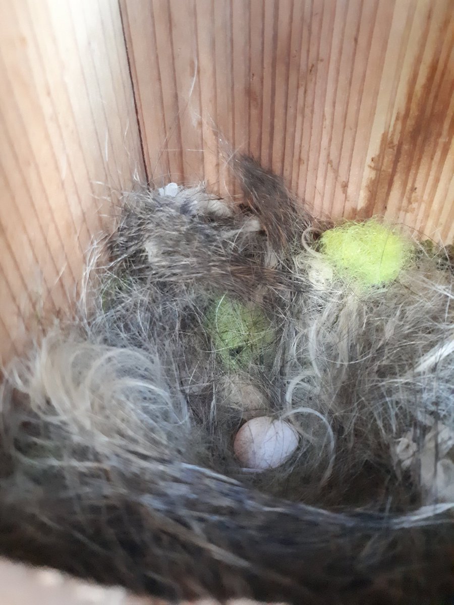 First nestbox check of the year with @hoopoe2016te at some of the Stour Ringing group boxes. Nests well on their way with one having 7 eggs! Always nice to get back into nest checks again 😊🐣 @_BTO #nestchecks #nestrecords #ornithology