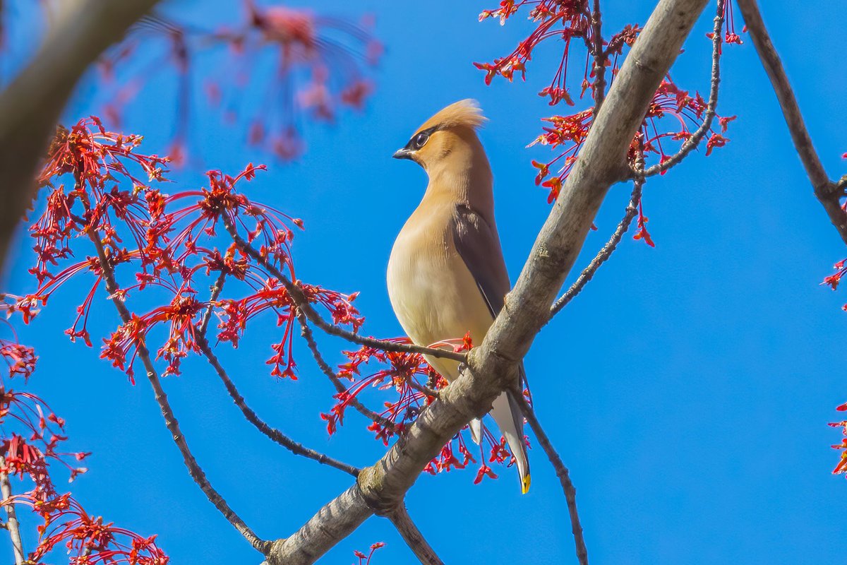 The look of confidence! This Cedar Waxwing know how beautiful it looks - Central Park Pool. 
#birdphotography #birdwatching #naturephotography #canonphotography #wildlifephotography #natgeo #birdsofcentralpark #birdsofinstagram #birdseenin2022