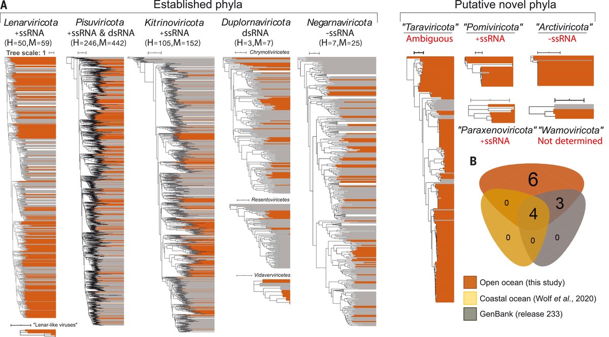 ScienceMagazine's tweet photo. New in Science: An extensive evaluation of ocean #RNA sequences from waters worldwide has identified thousands of previously unknown RNA viruses—doubling known RNA virus phyla—including some representing a “missing link” in RNA virus evolution. https://t.co/1187ZoqEX7 https://t.co/9vK91N42Sv