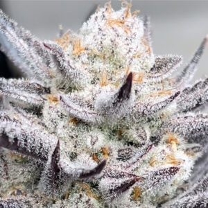 HighTweeds's tweet photo. Strain: White Truffle
Hybrid
THC: 23% - 28%
💚#HighTweeds💚 https://t.co/NKwUHJoMPq
