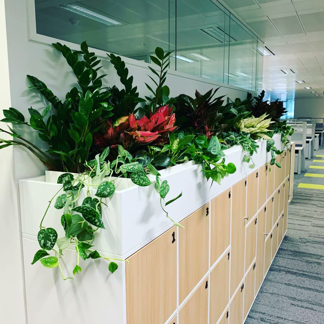 leasealeaf's tweet photo. Delighted with this recent indoor plant install for a clients offices. 💚

Bringing a touch of colour and nature to the working environment. 😊

#officeplants #Indoorplants #ukoffices #plantsofinstagram #ukpremises https://t.co/wAqxXjfeRE