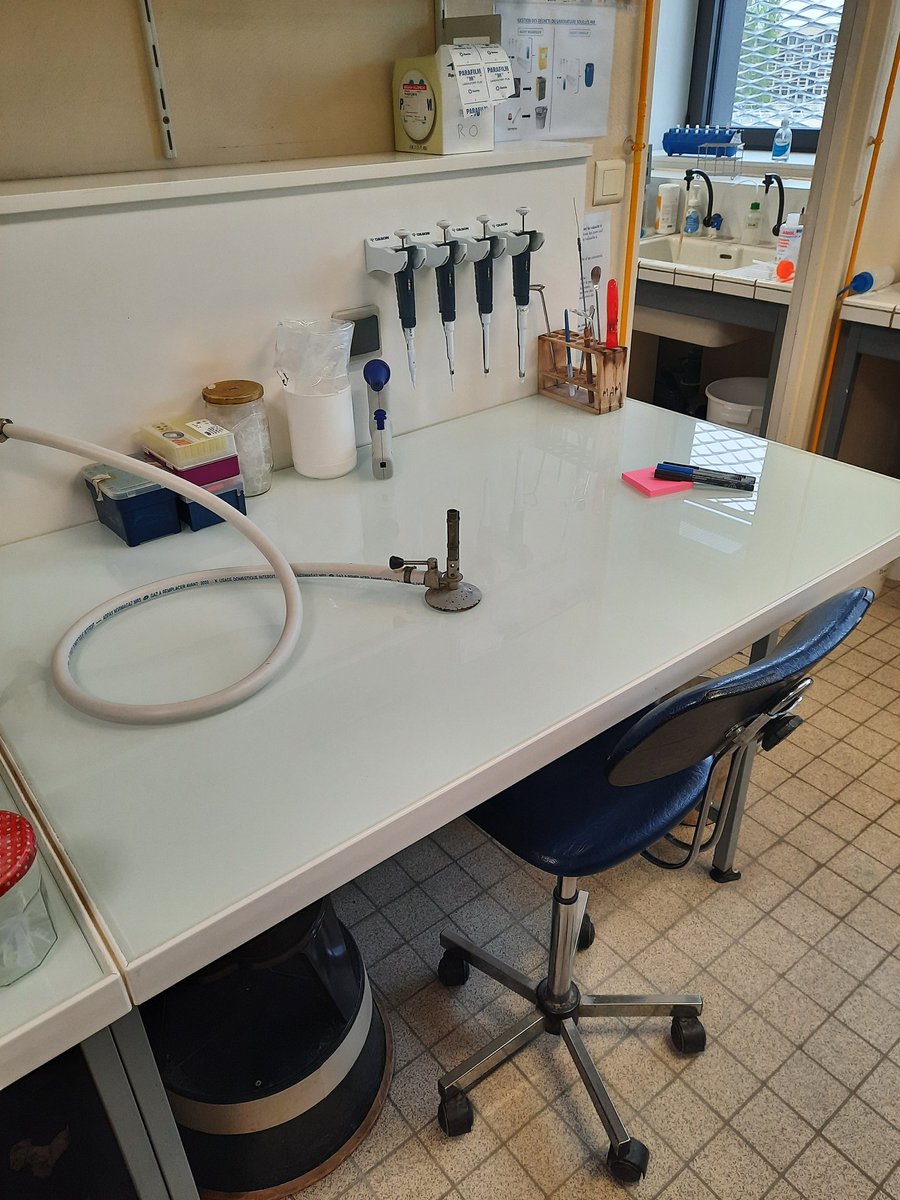 The lab bench is clean and ready for my intern 👩🏼‍🔬🦠