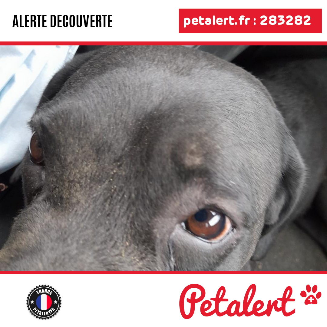 petalert_france's tweet photo. Trouvé #Chien #Meuse #Reffroy #Petalert #PetAlert55 / https://t.co/3F8D2X9WgK https://t.co/97nPT4ofZi