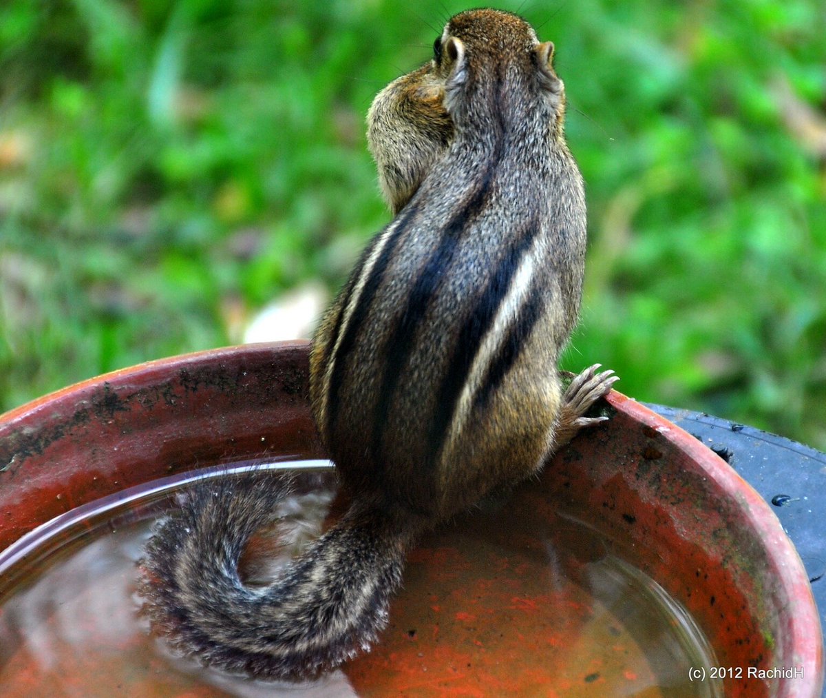 rachidH's tweet photo. #Mumps #Oreillons #Chipmunk #Tamia #TamiaRayé #Sparta #NewJersey
Rachid H shared a photo with you from the Flickr app! Check it out:
https://t.co/hvoTPjuHin https://t.co/LCw2OeOaJV